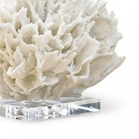 Ribbon Coral