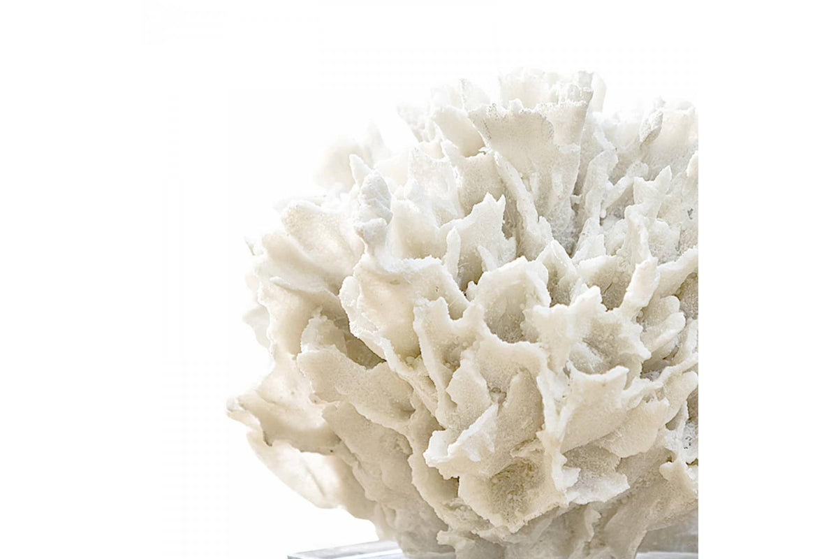 Ribbon Coral