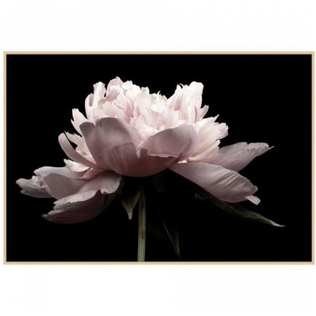 Petal Romance