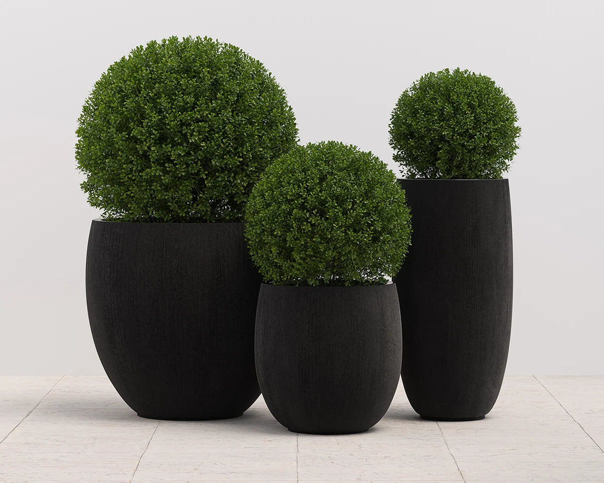 Coleus Large Planter