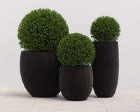 Coleus Large Planter