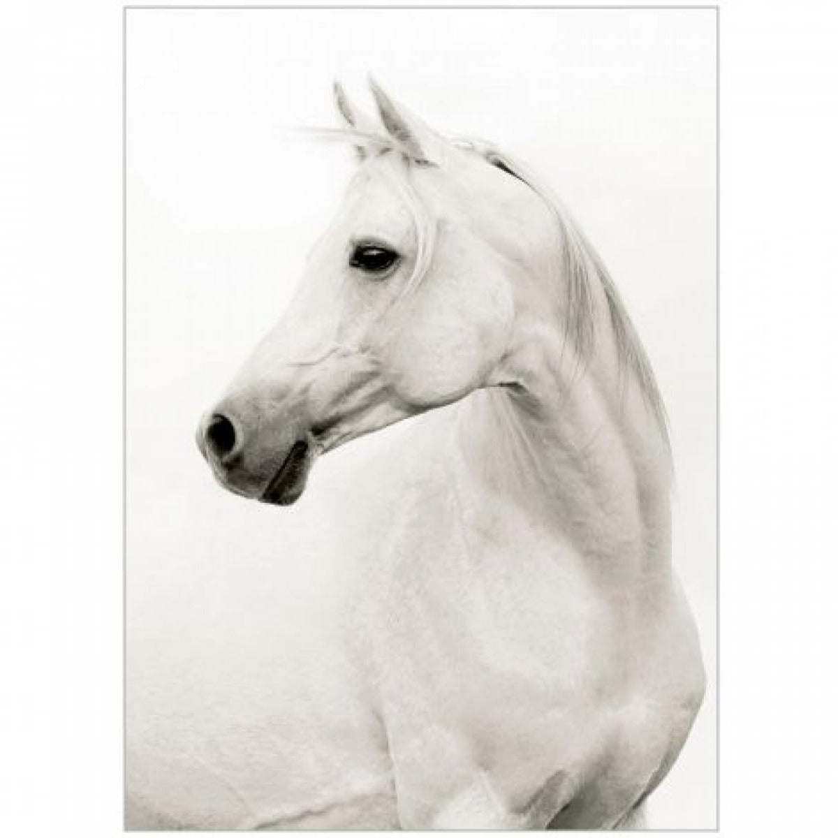 Portrait of a Stallion